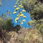 Dora Сплитска